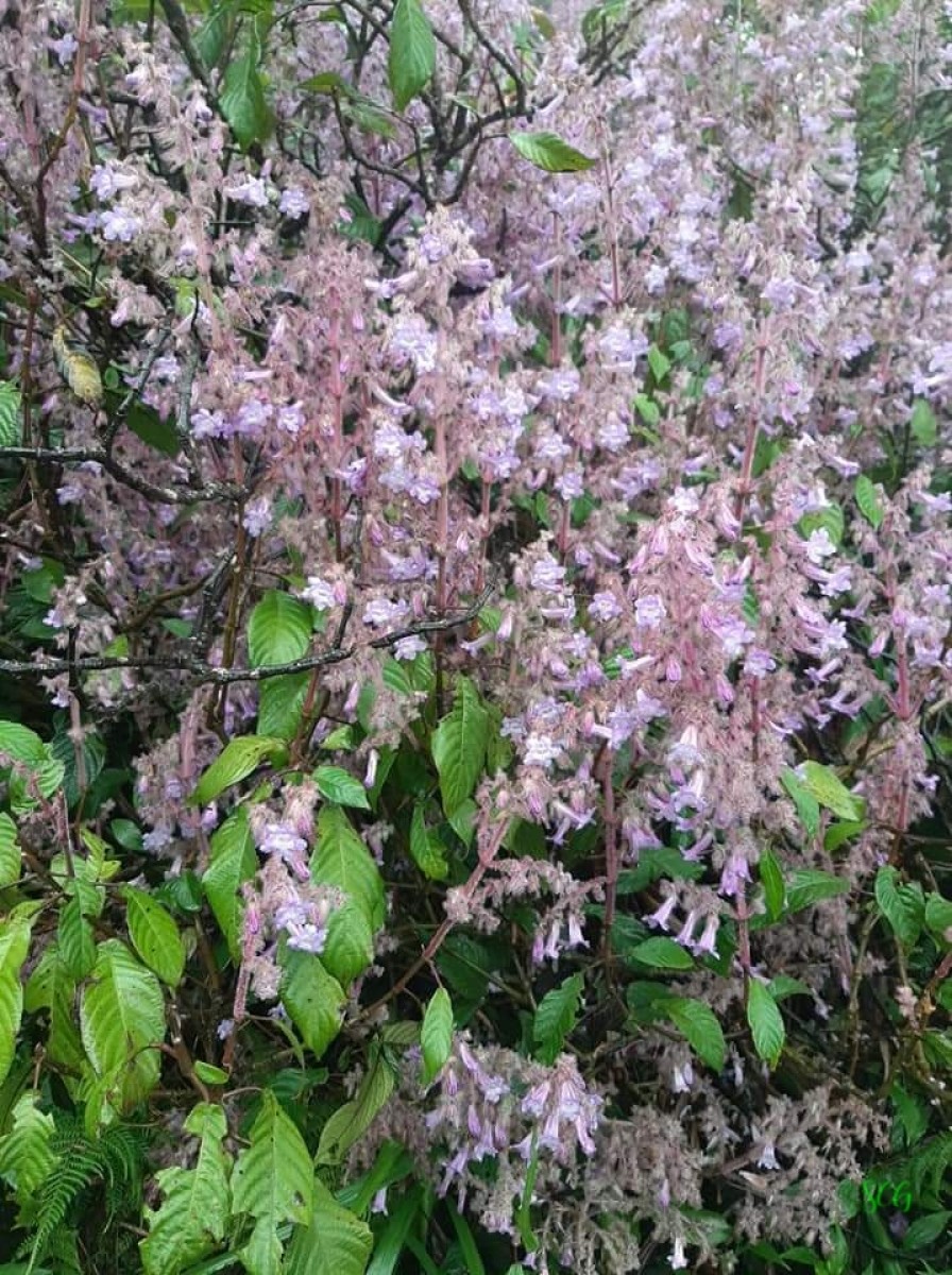 Strobilanthes pulcherrima T.Anderson